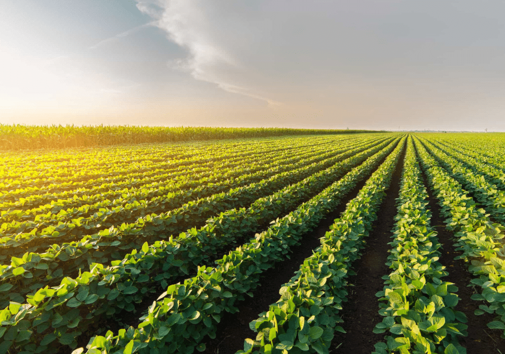 Design sem nome (66)