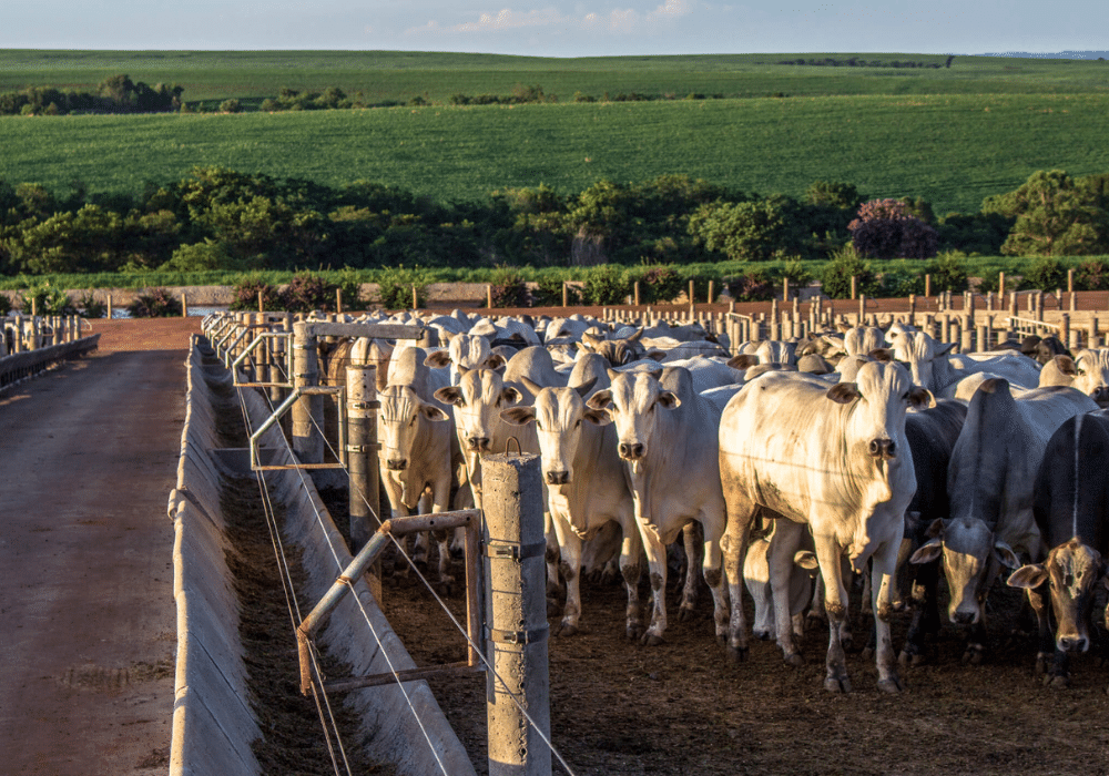 Design sem nome (67)